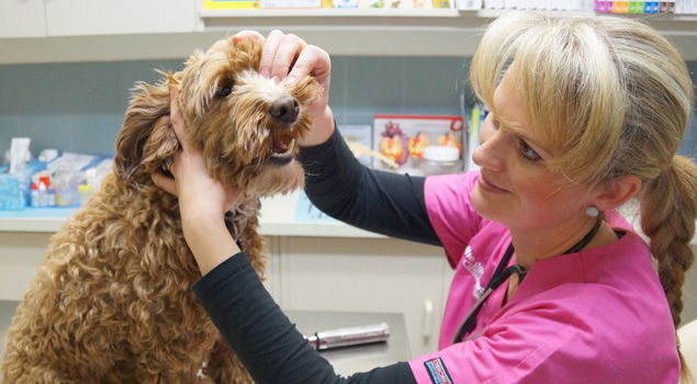 The Causeway Veterinary Clinic