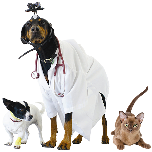 The Causeway Veterinary Clinic Quality pet care Open 6 days a week